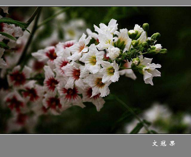 文冠果盆景的上盆造型