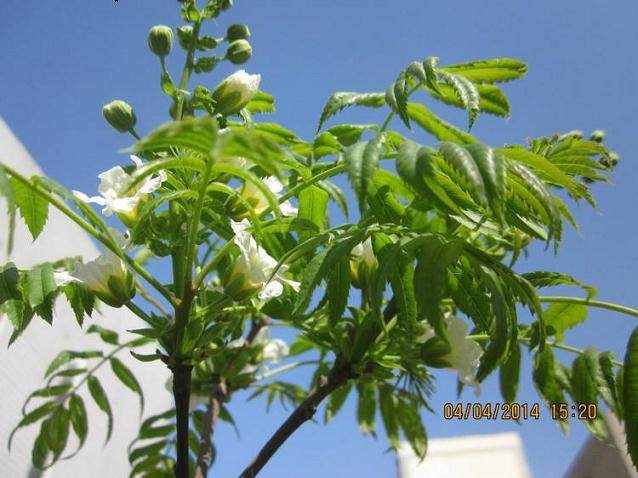 文冠果盆景的肥水管理与病虫害防治