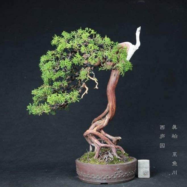 不知不觉 我订购花木盆景杂志已有20年的时间