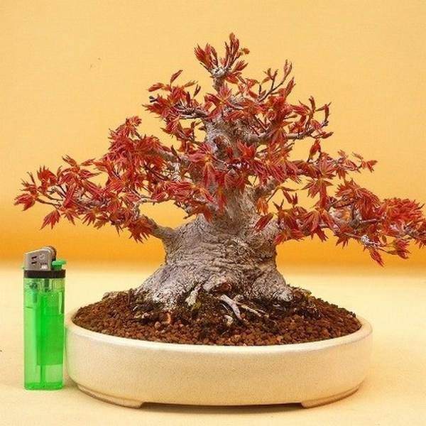 我与花木盆景杂志结缘始于在黄山购买创刊号阅读