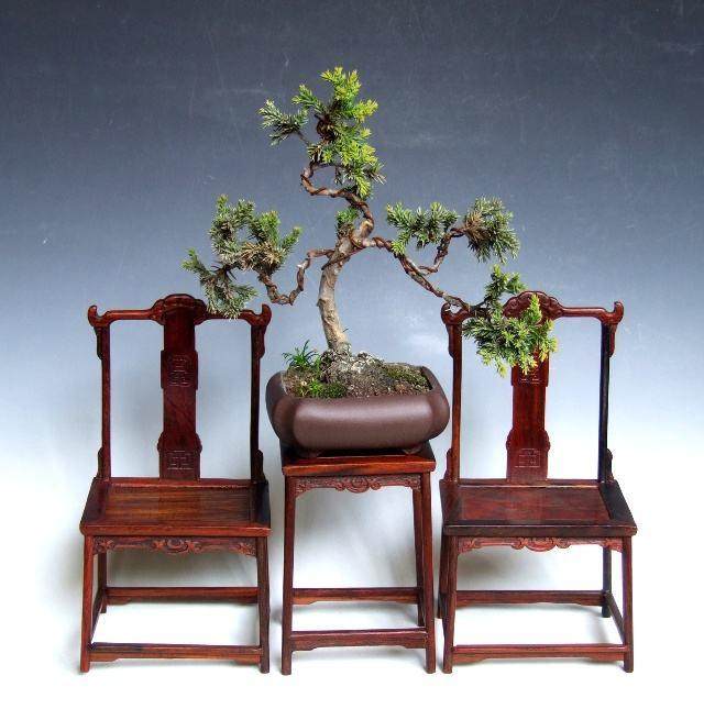 虽然数次搬家 但我一直没有丢弃花木盆景杂志