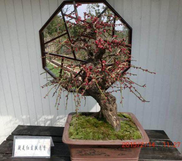 在网络时代 希望花木盆景杂志早一点完全走进网络世界