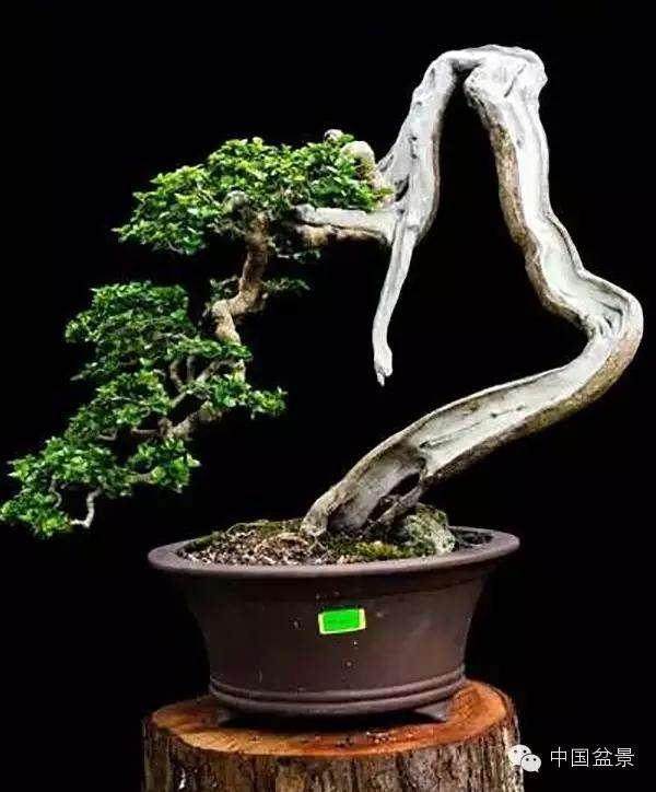 我与了花木盆景创刊时就有缘 记得30年前