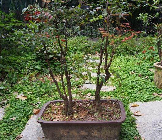 三十年来 始终坚拍服务产业的花木盆景