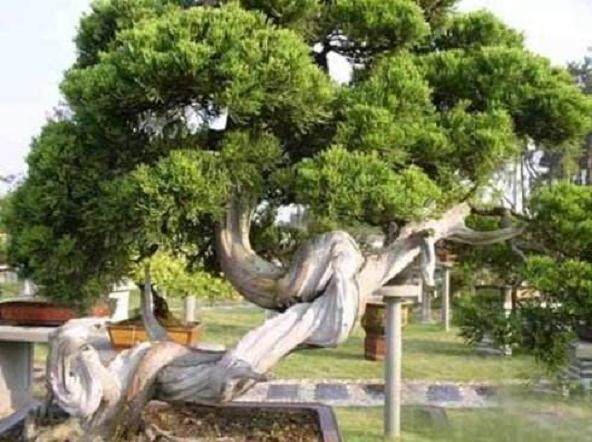 我最早认识花木盆景杂志是在1996年