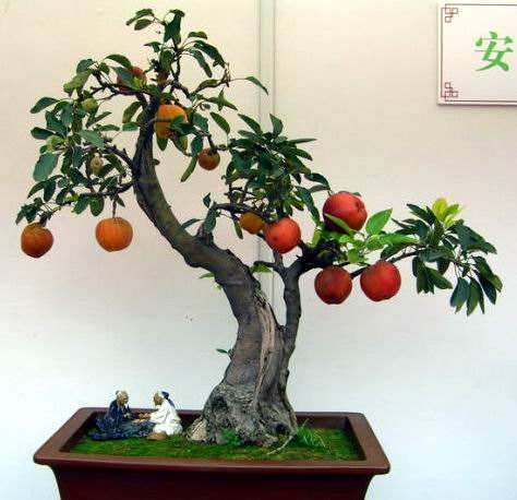 屋面果树盆景的栽培技术