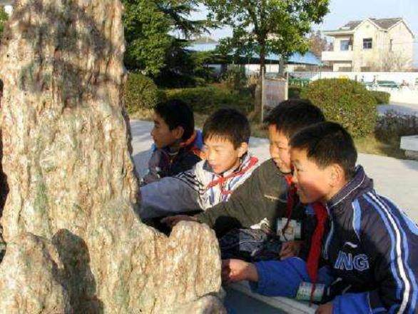 学生美术社团的浆塑盆景制作的组成