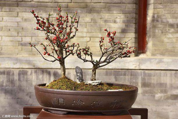 沂州海棠盆景的植物学特性