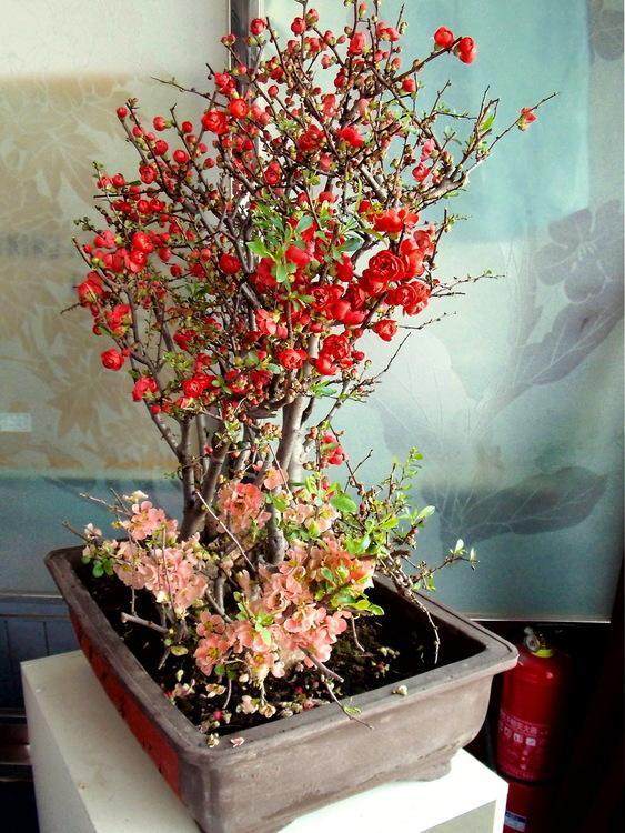 沂州海棠盆景的植物学特性