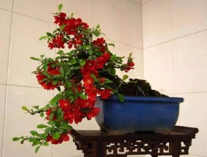 夏季木瓜盆景的修剪与嫁接