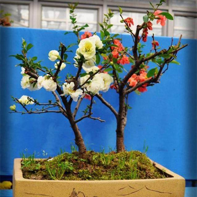 沂州海棠盆景的制作技术