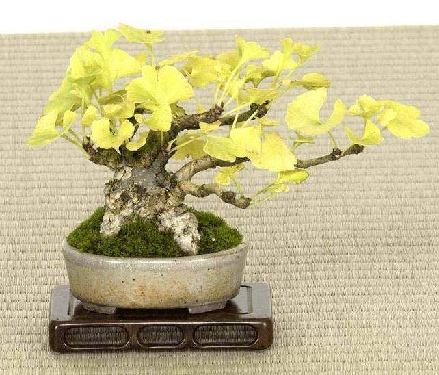 银杏盆景的病虫害防治研究