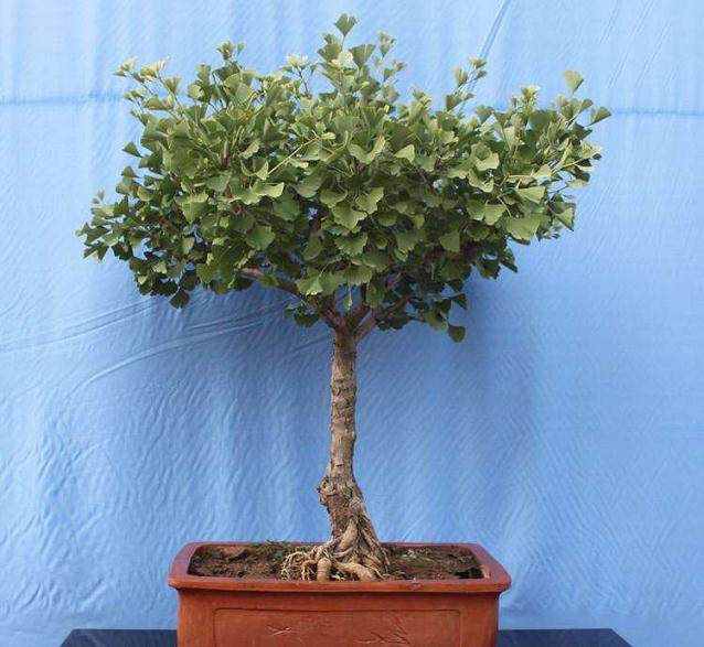 银杏盆景的病虫害防治研究