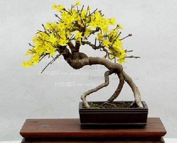 云南黄素馨盆景的修剪造型和养护