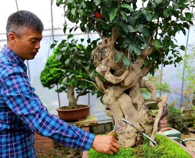 杨建军——浙江嵊州的盆景艺人