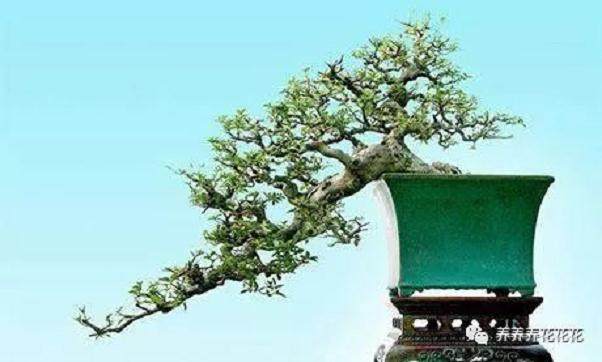 三角梅盆景怎么样修剪才能够有型？