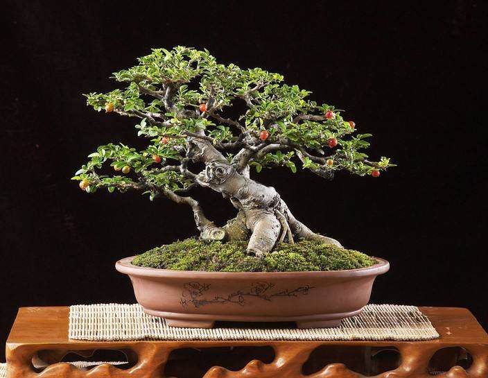 怎样让石榴盆景多开花多结果?