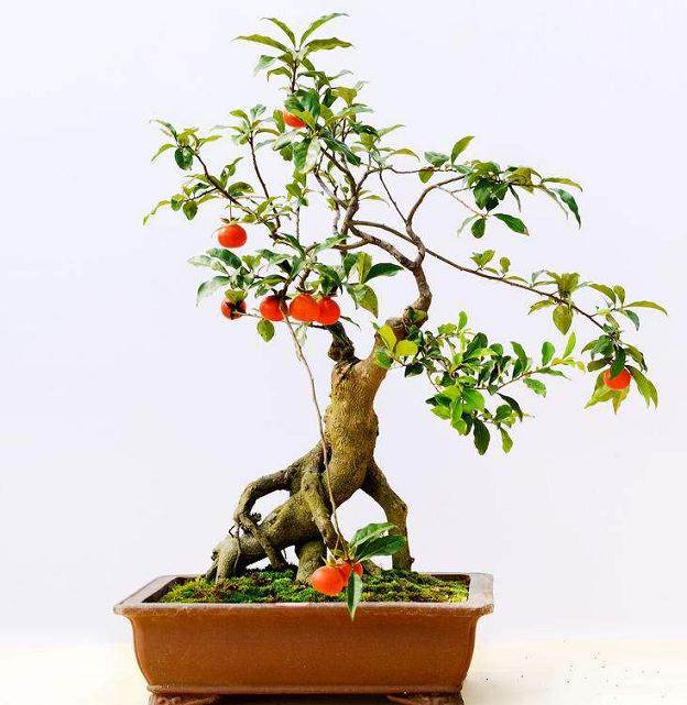 家里养盆景 简单来说有这几方面的好处