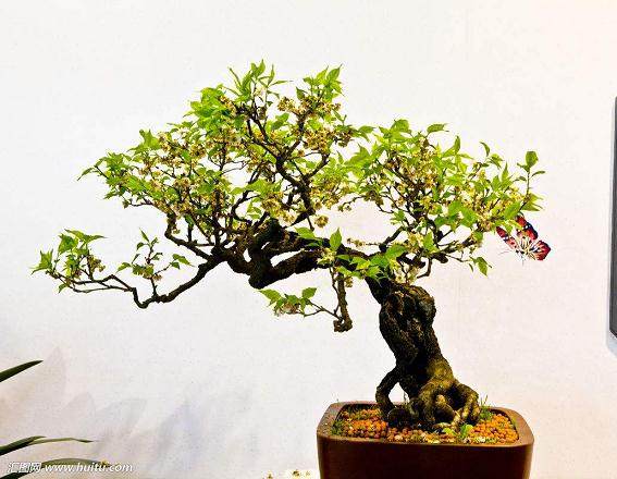 首届中国杯盆景大赛暨第八届中国花木盆景艺术节