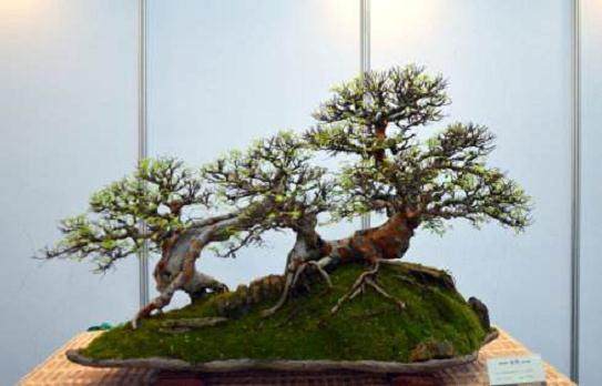 首届中国杯盆景大赛暨第八届中国花木盆景艺术节