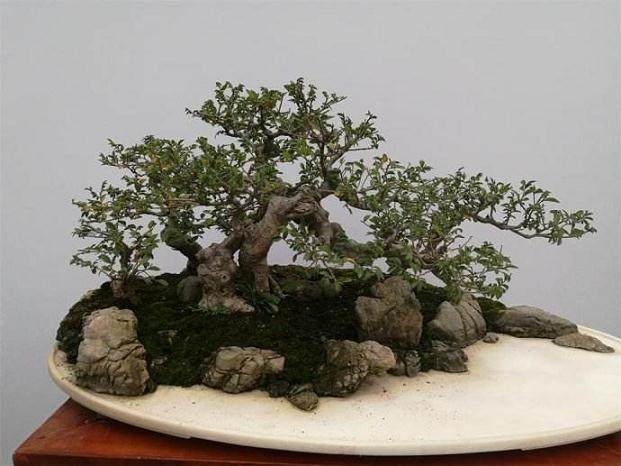 盆景评选对产业来说具有较强的导向性作用