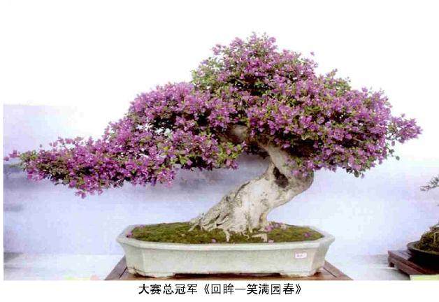 国知名盆景大师现场进行盆景艺术表演