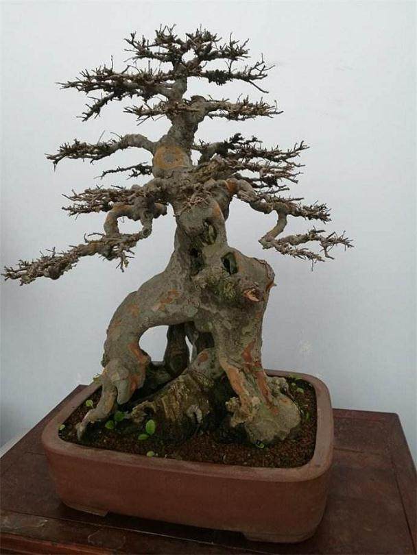 恭祝《花木盆景》杂志社辛勤耕耘三十年