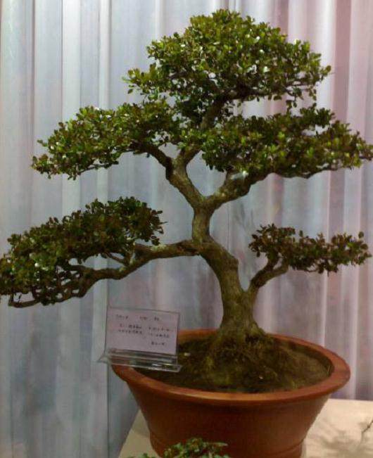 如何克服时间的矛盾 让盆景快速发芽成形