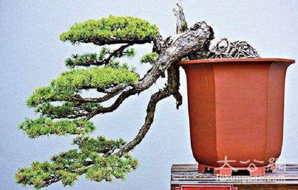 中国花卉协会盆景分会筹备会议在如皋召开