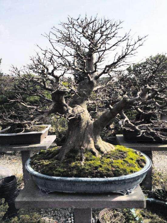 周修机是国内盆景界的大师级人物