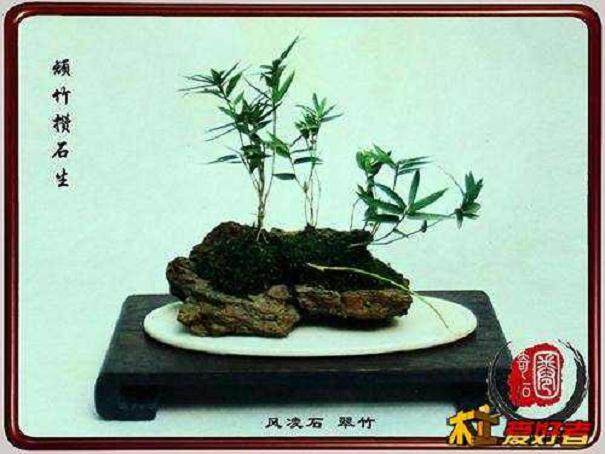 竹石盆景的制作与养护
