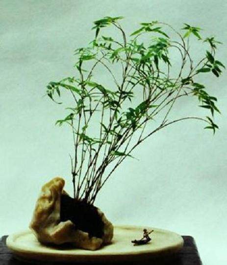 竹石盆景的制作与养护