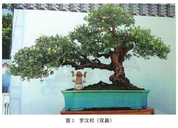 岭南盆景制作中怎么截干的方法