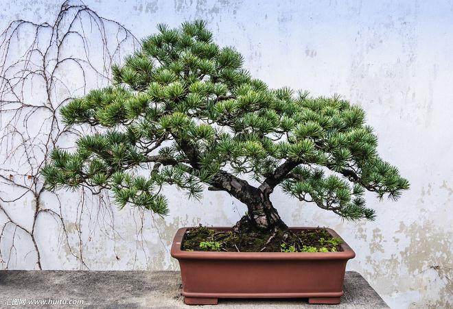 岭南盆景文化物质基础催生出截干蓄枝法