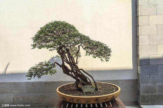 岭南盆景艺术的地位及影响