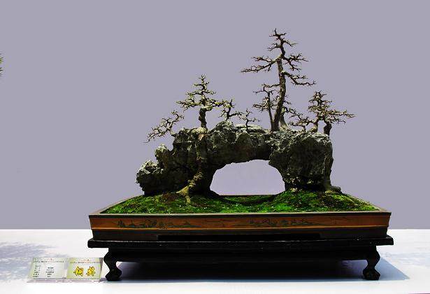岭南盆景的风格特点剖析