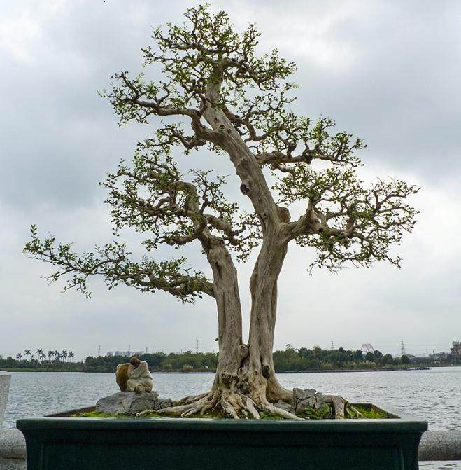 岭南盆景对江西盆景发展的启示与借鉴