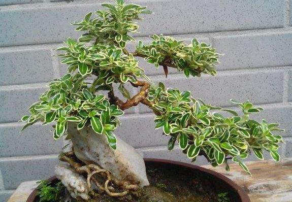 3月份对六月雪盆景的扦插过程