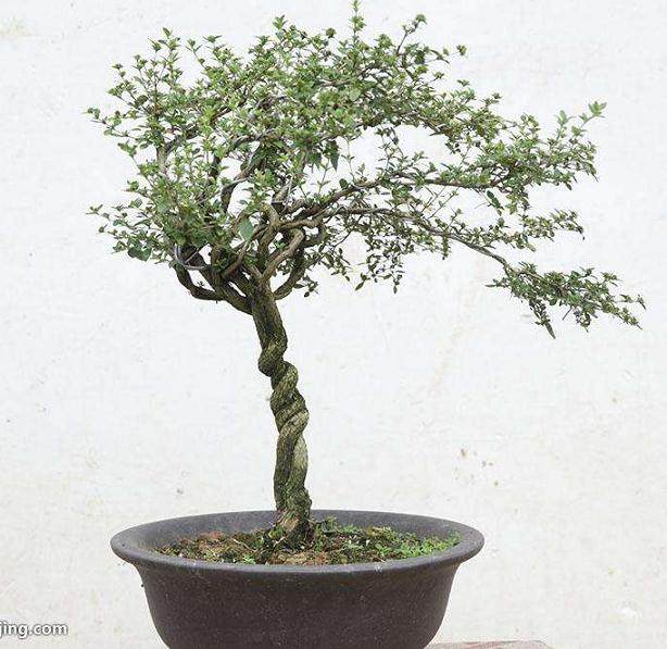 如何给六月雪盆景做修剪造型？