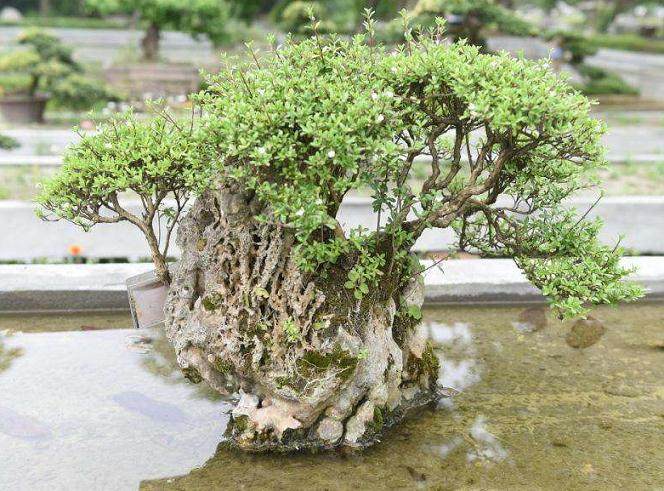 冬季六月雪盆景怎么养护?