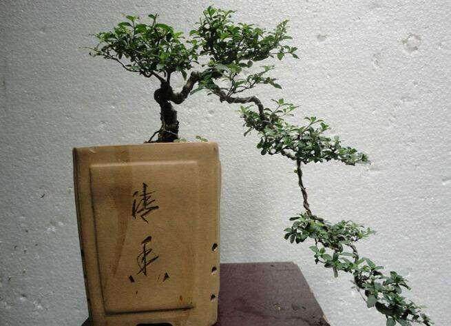 冬季六月雪盆景怎么养护?