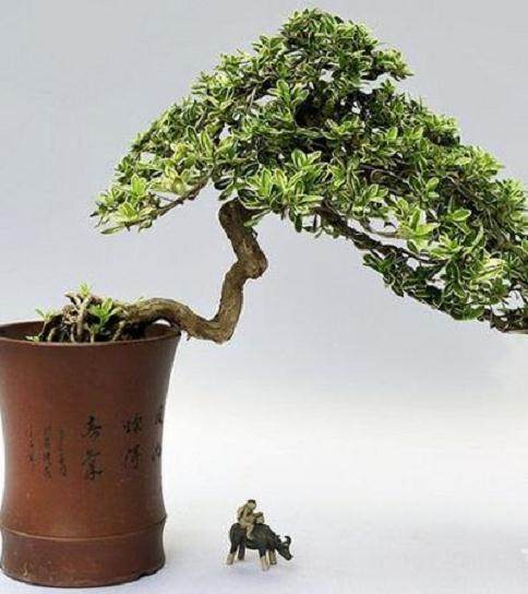 六月雪盆景在春季每天浇水1次