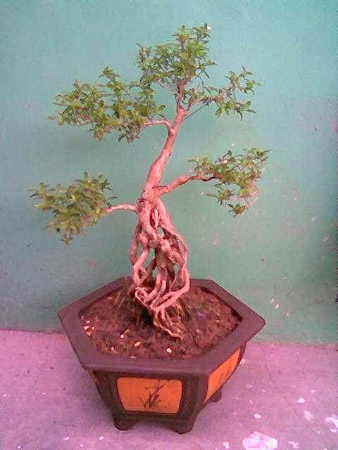 盆景树到底是什么？