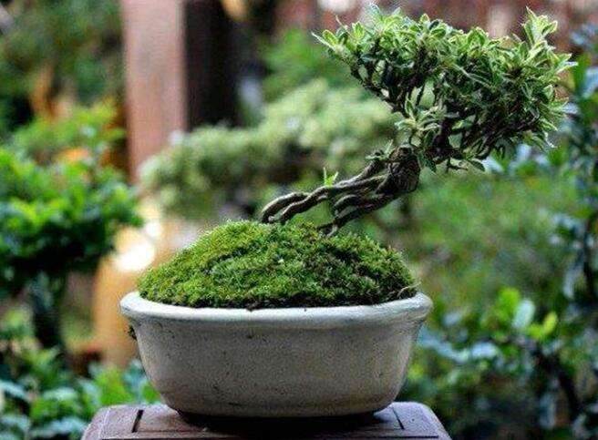 盆景树的意义是什么?