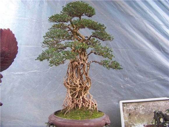 盆景制作挑战着我们的园艺技巧