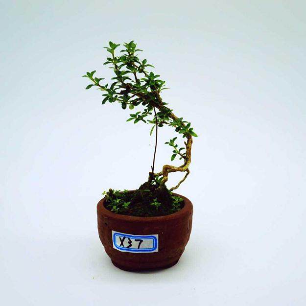 西方最早接触到盆景是在1604年