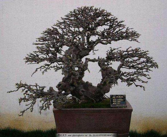 盆景造型中的14种风格分类