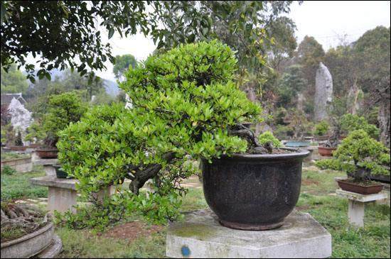 盆景造型中的14种风格分类