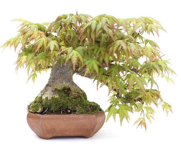 盆景陶器和日本的陶罐