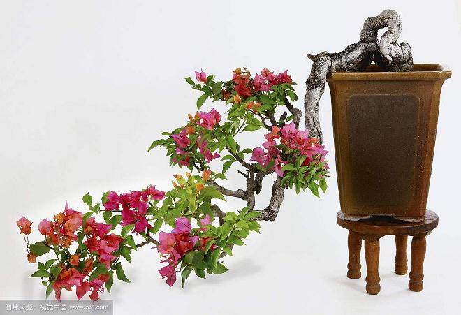 我应该多久给盆景浇水？